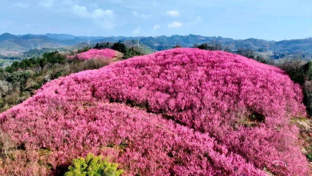 成都崇州自駕賞花節即將拉開帷幕!