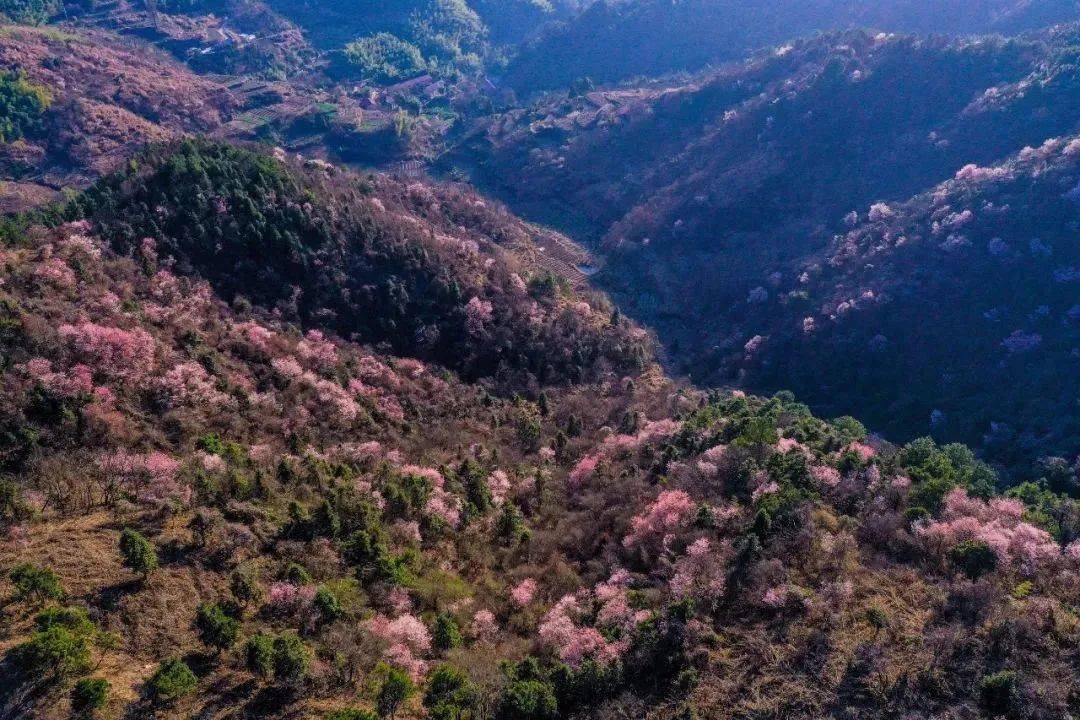 建德大唐村樱花图片