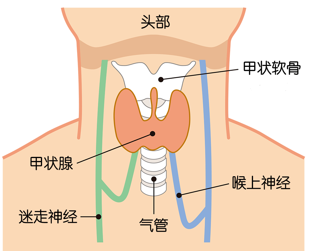 甲状腺人体图片