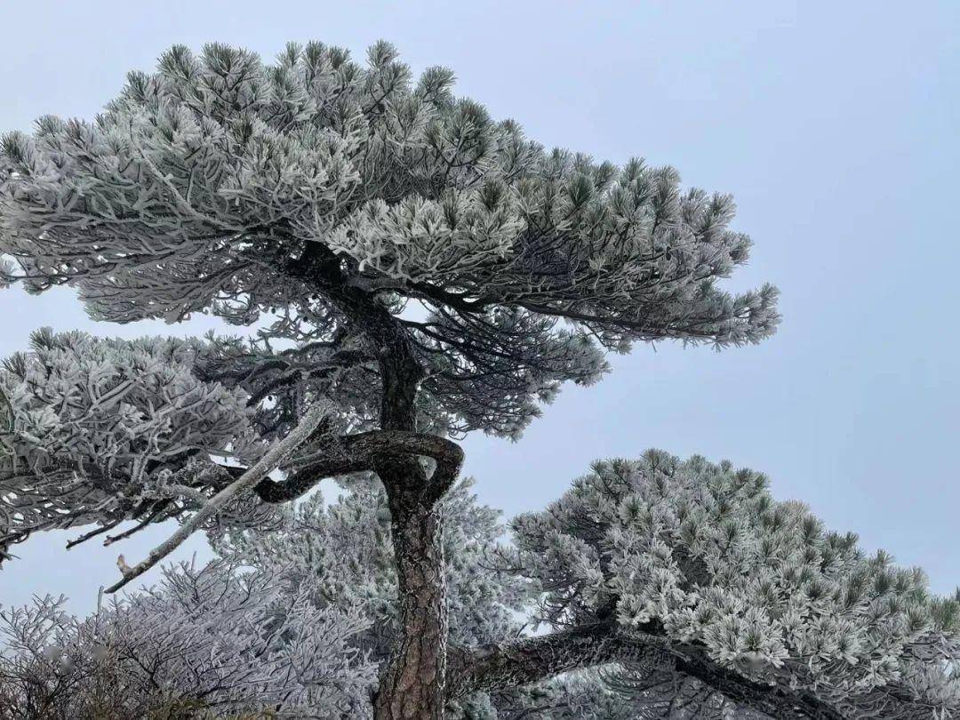 在春寒料峭里,遇见三清山的雾凇_许可_版权_仙境