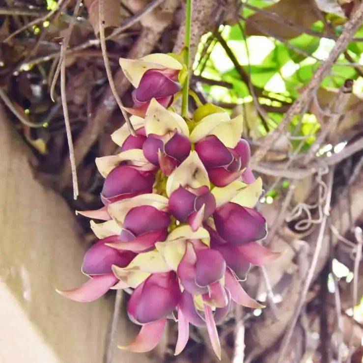 四月景區觀賞點:花遇有緣人盛花期:3月至6月勇敢,幸福花語:慈愛,純潔