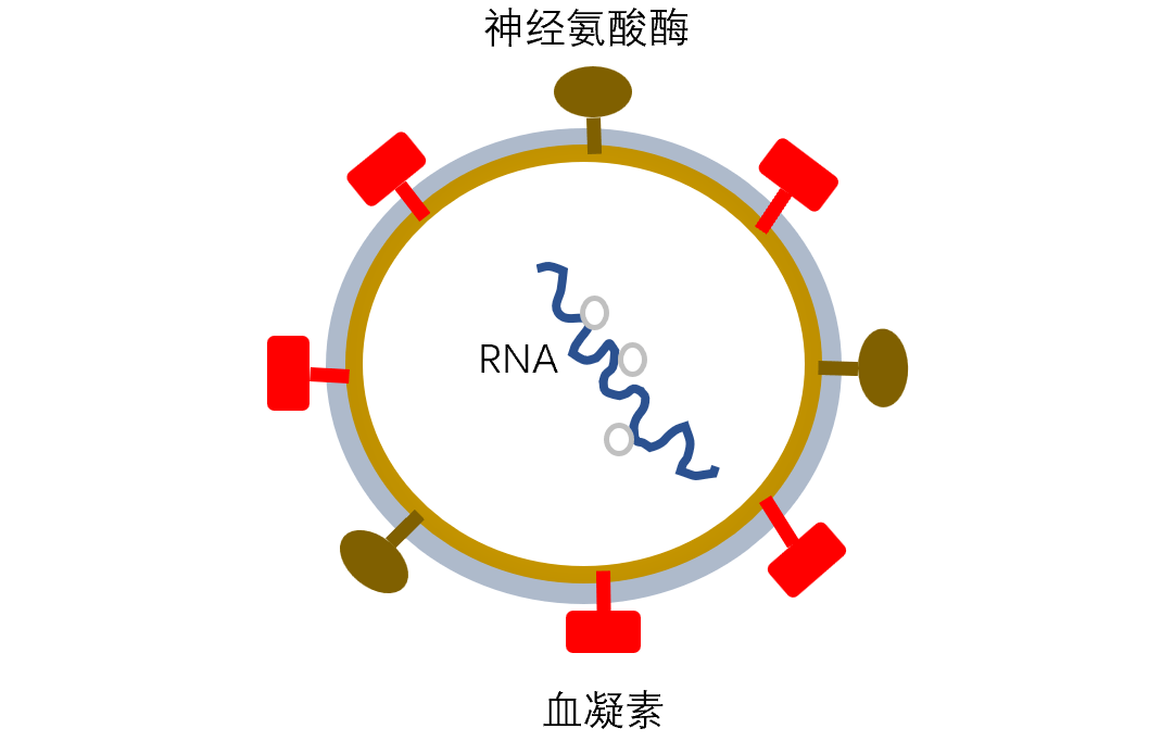 唾液酸酶图片