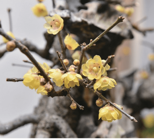 �������˱�����һĨ������ɫ