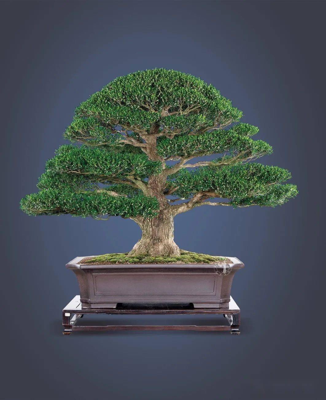 携手奋斗,共创盆景新辉煌——走进王振声的盆景世界_台湾省_展览_园艺