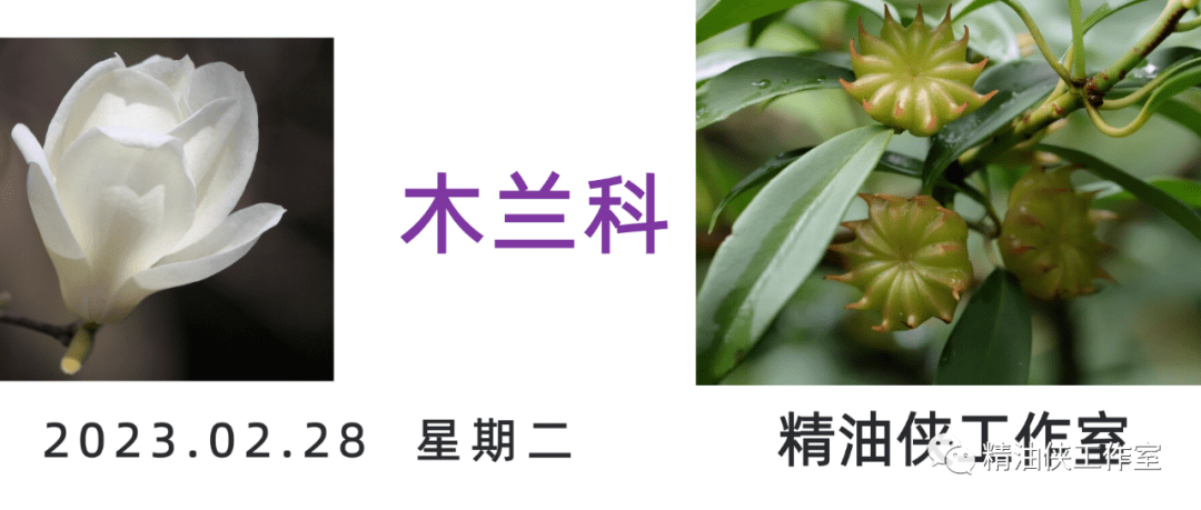 【学习】植物科属——木兰科_特性_五味子_展开