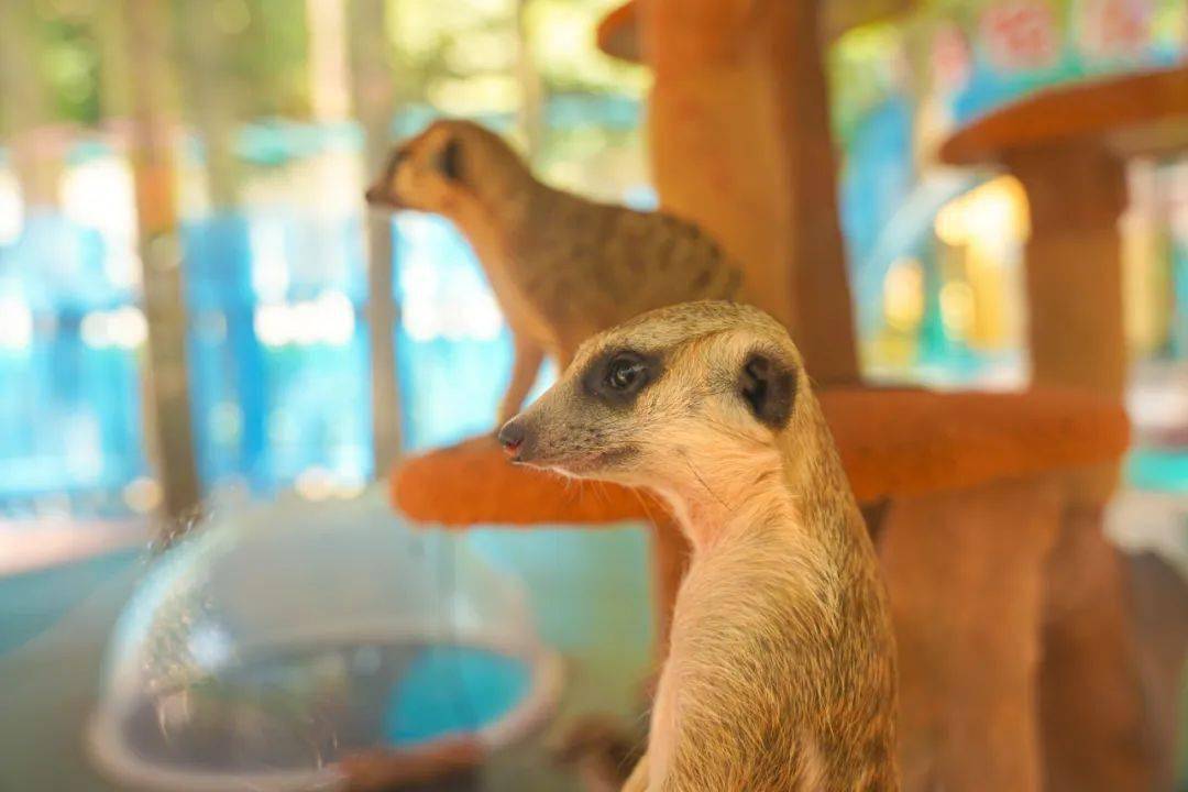 十堰动物园门票免费送!