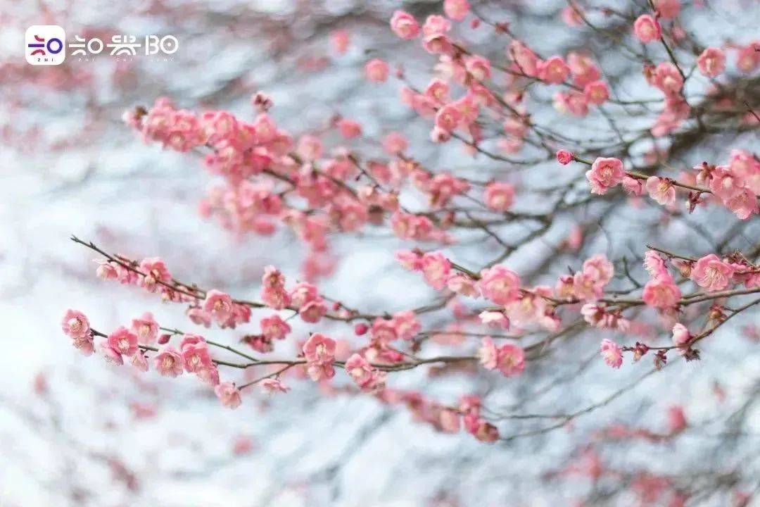 六个拍花小技巧 春天就要这么拍!_画面_人物_角度