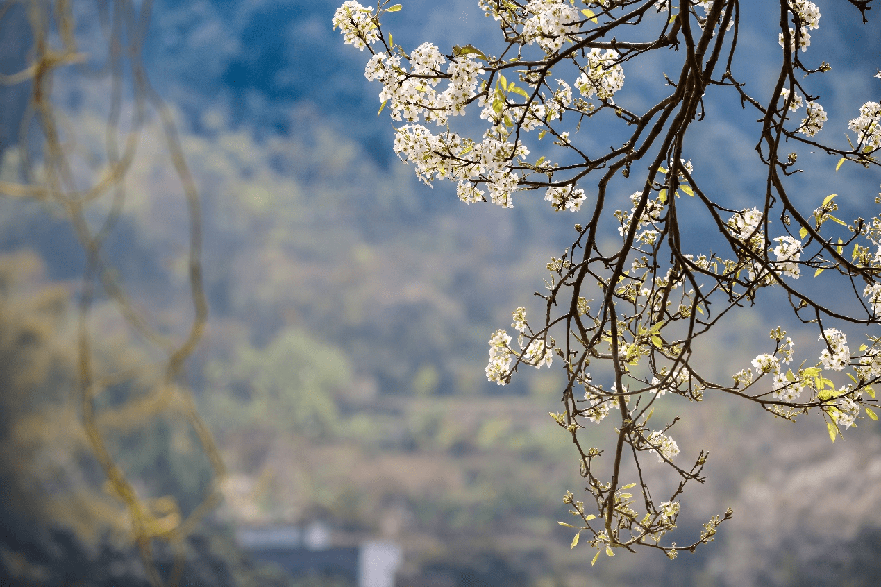 张晓冬 摄)身着古风服饰的游客在梨花树下赏花(央广网发 陆柏成 摄)