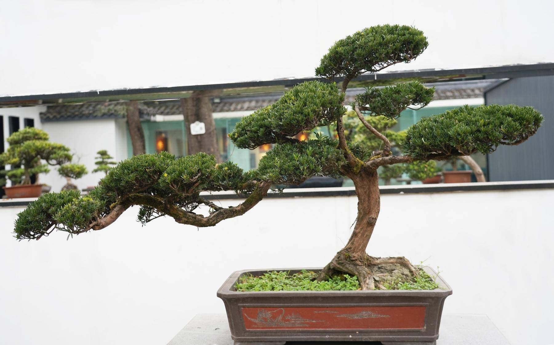 寻芳公园城丨川派盆景:一盆一世界_成都_城市_罗汉松