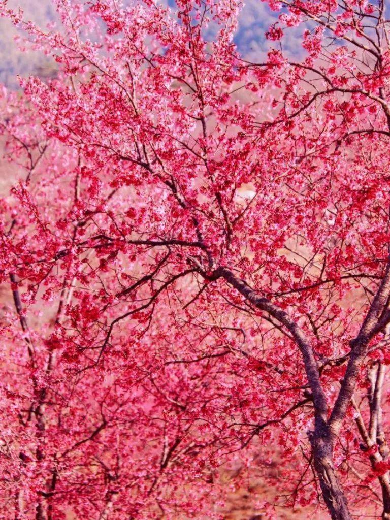 只需065xx元,三天带你走近"日本大阪"赏樱花,千万别错过这场春日