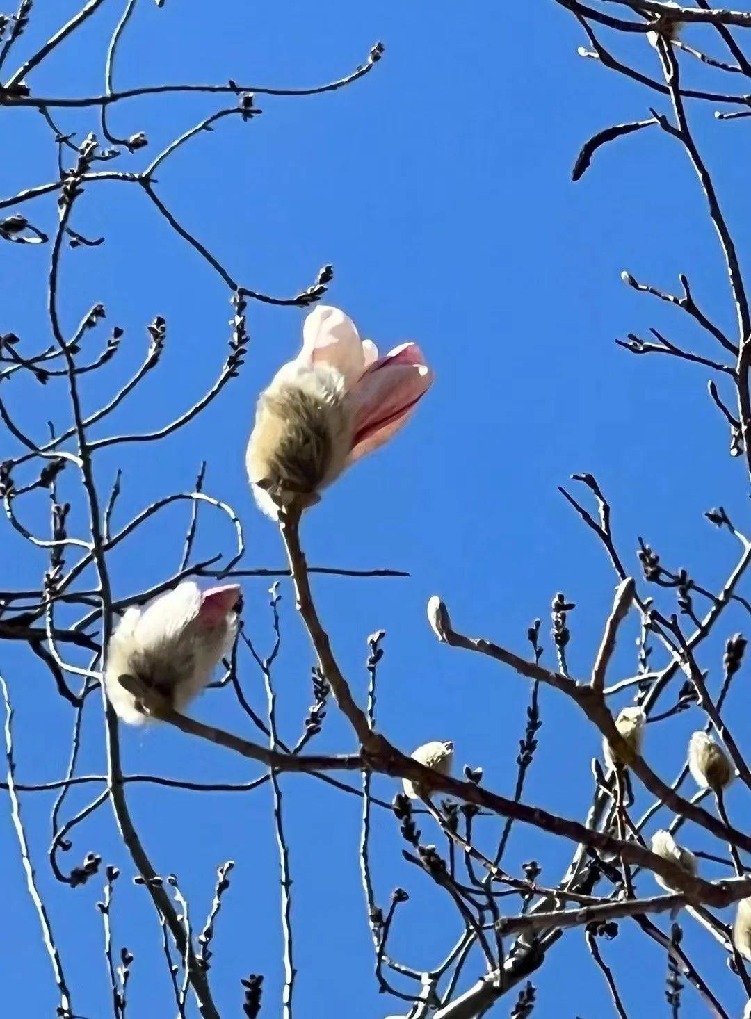 通州迎来今春首场大风天:风车都吹出残影!_气温_北风_防范