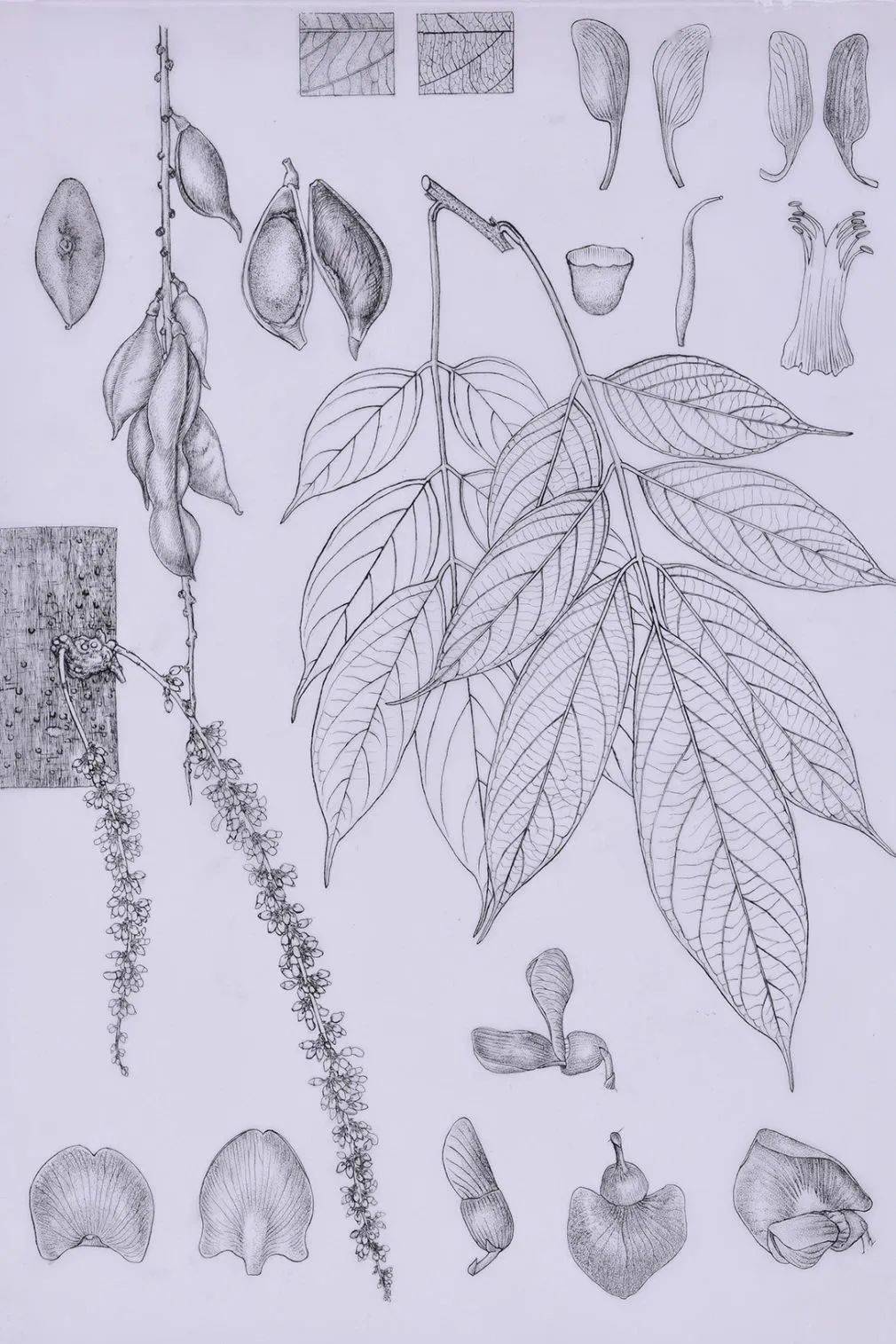 活动报名|墨默奉线 蕨盛千里——植物科学画墨线图创作体验