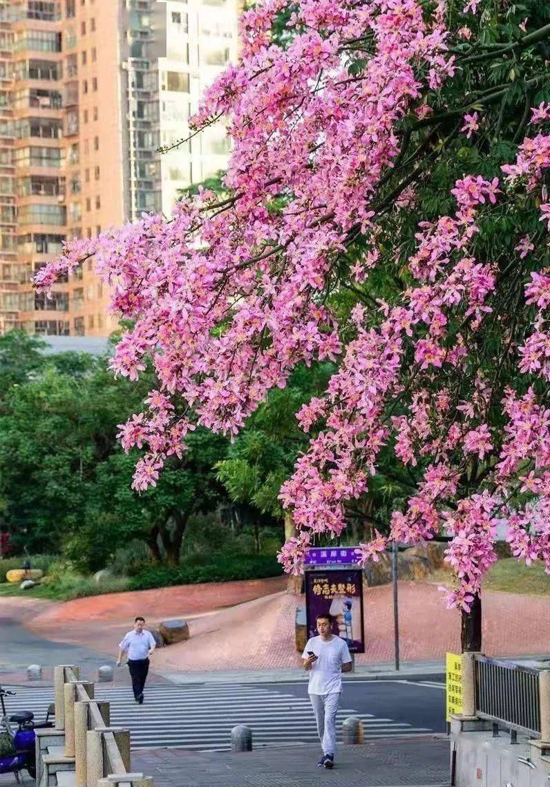 厦门行道树图片