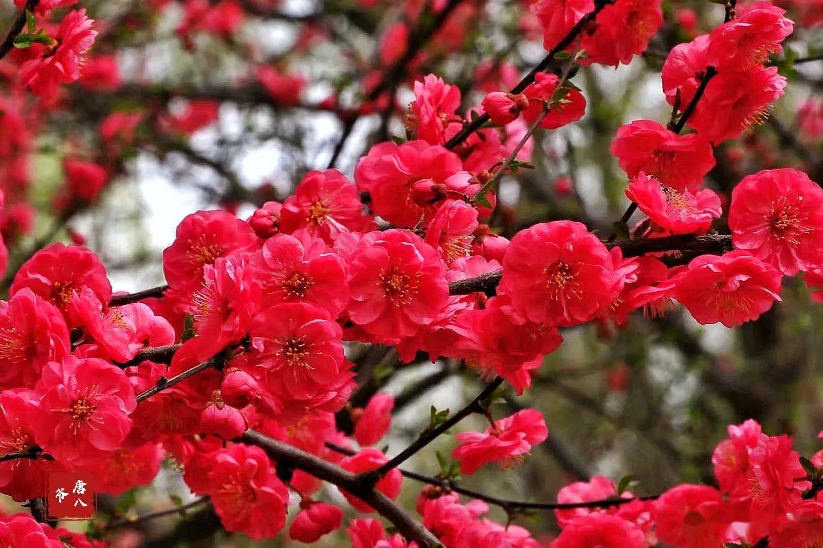 春天的红梅花儿,把美留给了大地