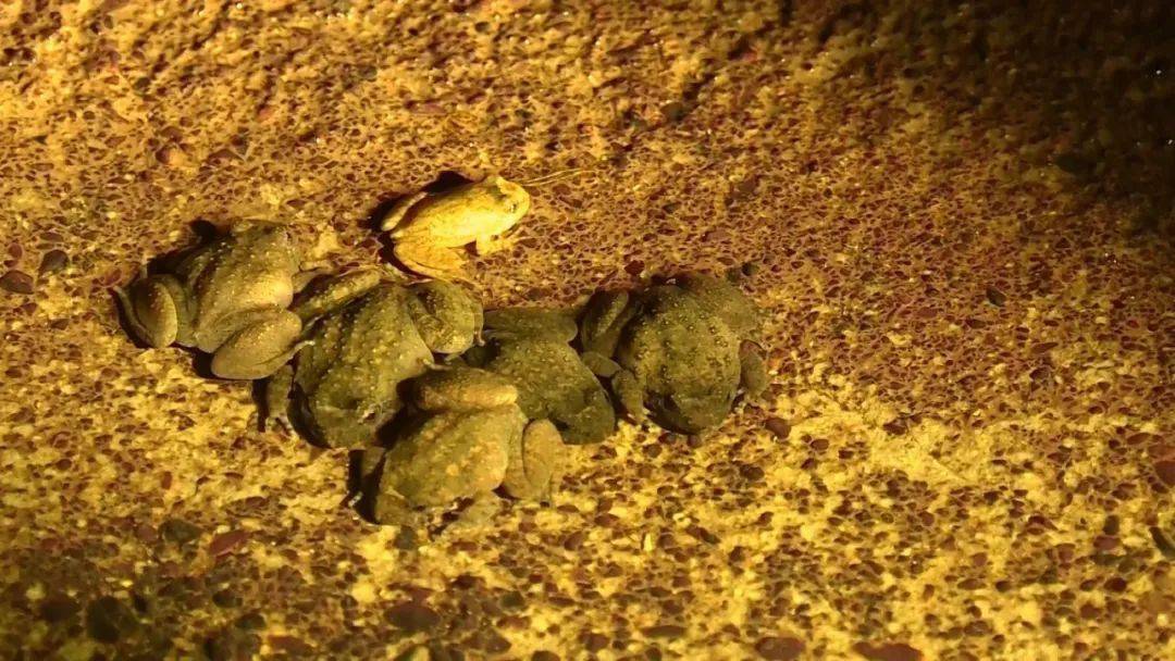 由于石蛙养殖环境要求高,技术环节多,技术难度大,发展石蛙人工养殖