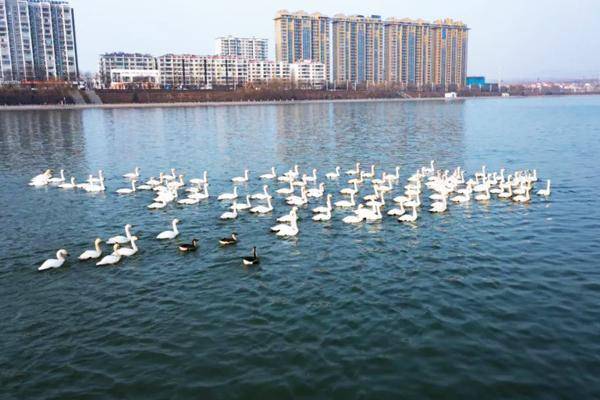 襄垣东湖成"鸟的天堂"_候鸟_湖面_生态