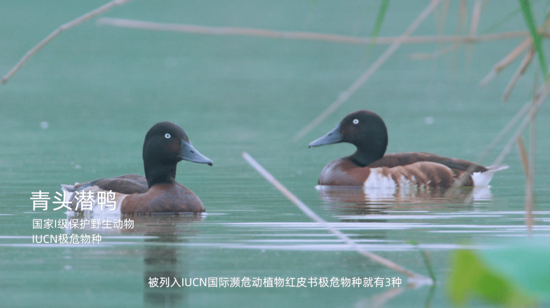 公益短片《守护湿地之美》｜张天爱与吴宣仪配合助力湿地恢复，续写生态平衡