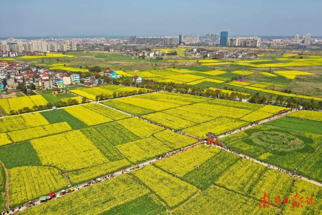 南昌安义县油菜花图片