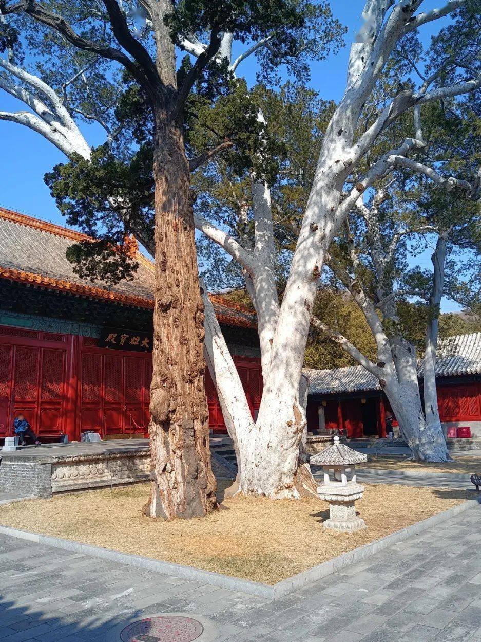 閒話法海寺白皮松_大雄寶殿_風景線_門票