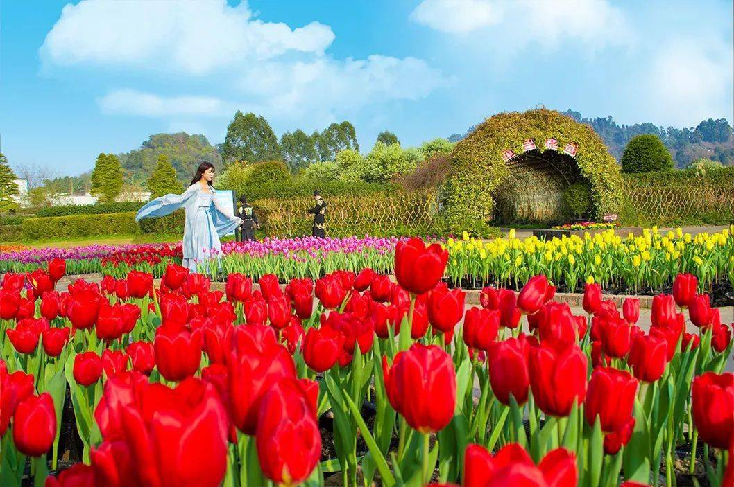 花舞人间,石象湖,蔚然花海最佳花期:3月上旬-3月下旬郁金香门票:免费