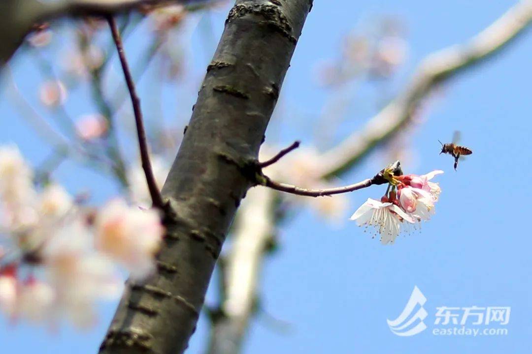 上海昨日入春几成定局！部门城市气温将超30℃！辰山动物园樱花季开幕，园内下起“粉红雨”