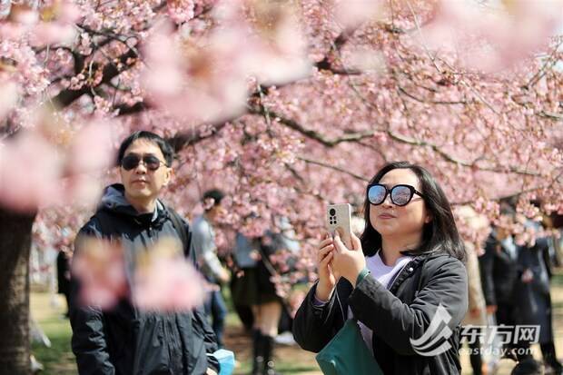 上海辰山动物园樱花季启幕 首日旅客打破三万人次