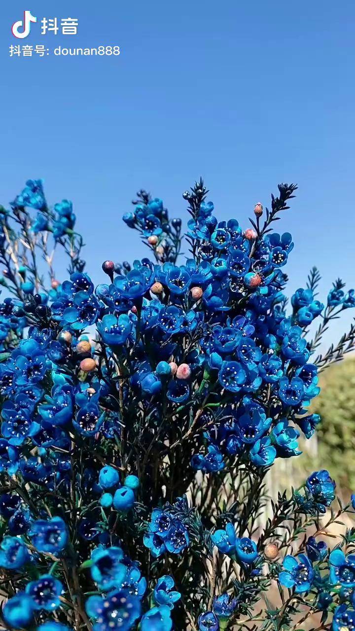 澳洲腊梅 鲜切花 昆明鲜花 热门 鲜花 妖艳且神秘的蓝色,抖音好物年货