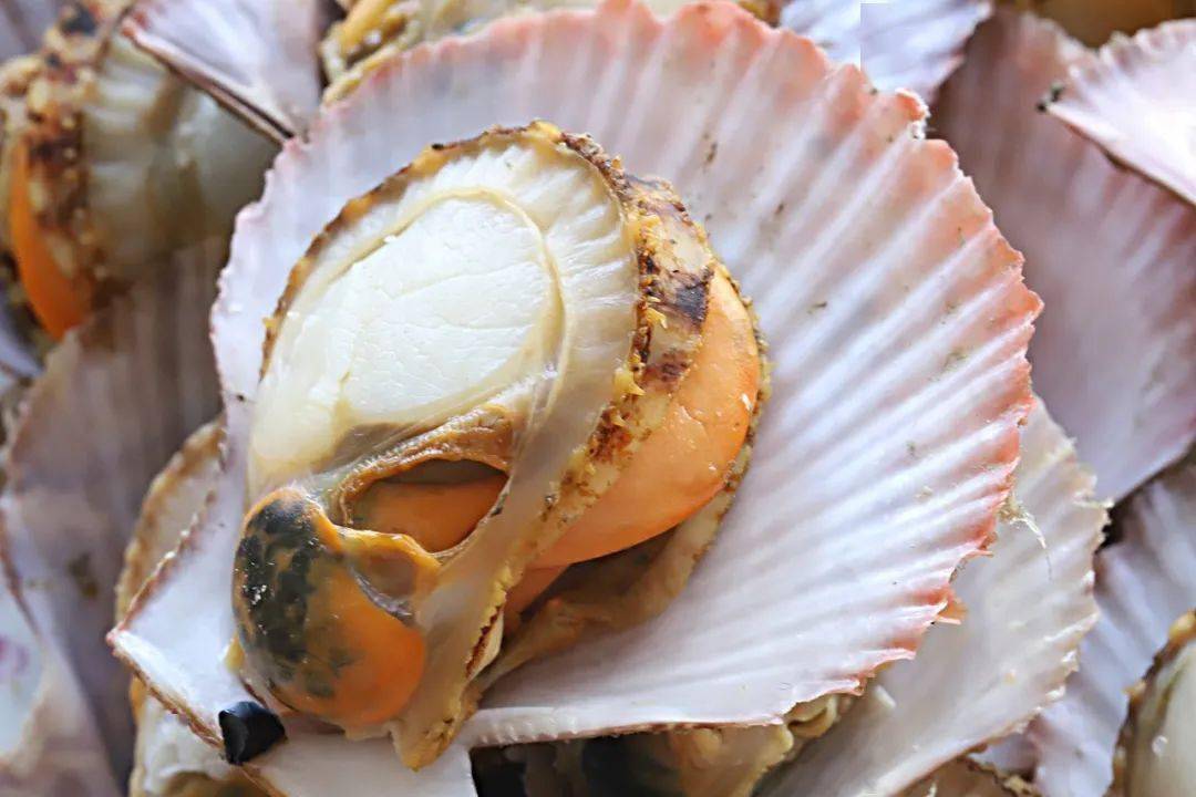 胶东海鲜红扇贝→春天一口鲜,鲜甜肥美!一箱8斤省内99元顺丰包邮!