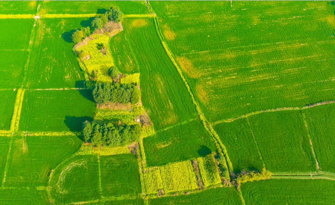 美到你心醉,军屯油菜花节来了→_新都区_天府_粮仓
