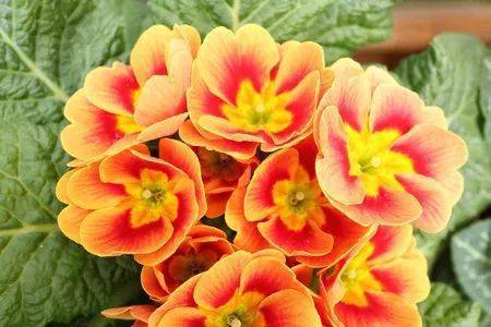 是迎接春天的意思充满朝气和希望花繁似锦一派欣欣向荣气象祝福满溢