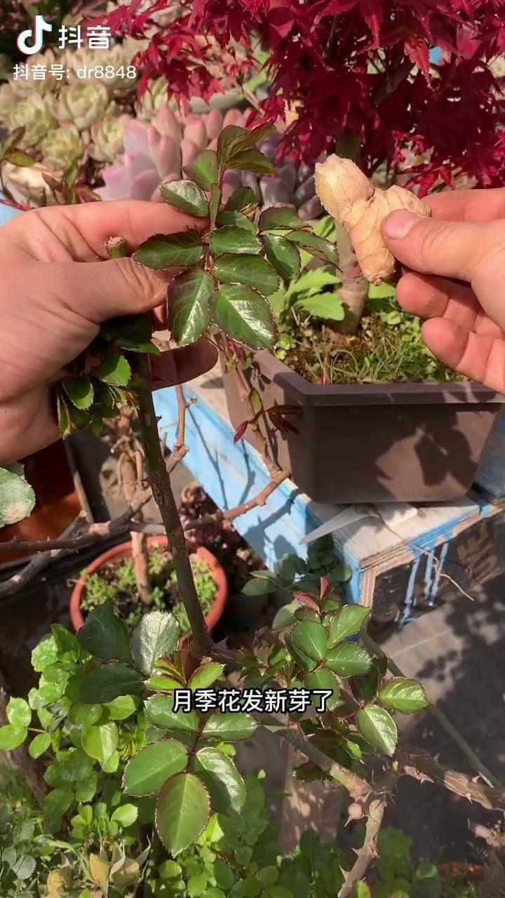 月季养护 月季 棒棒糖月季 月季怎么修剪