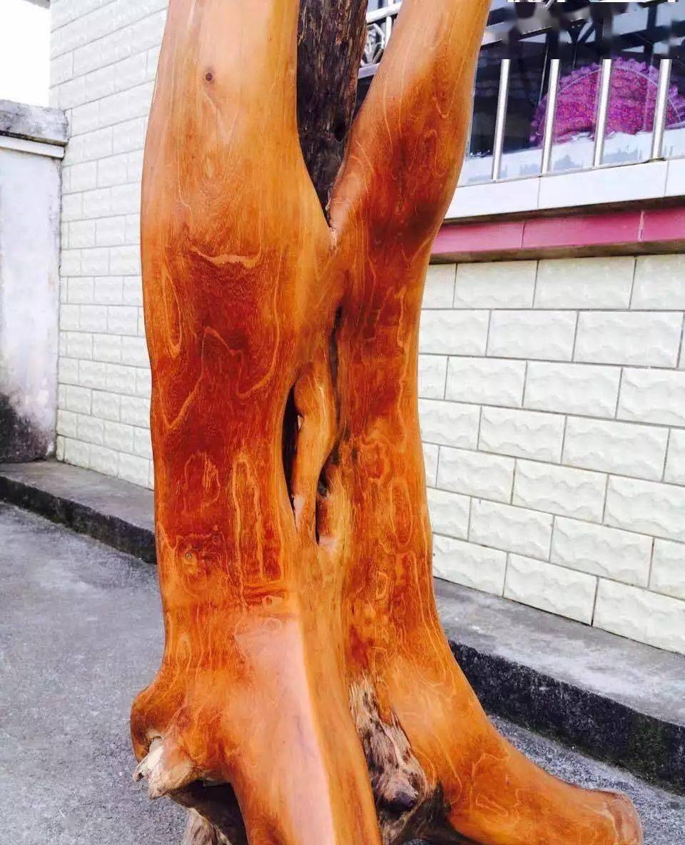 鬼脸纹文玩圈,很多人也在玩柘木手串.