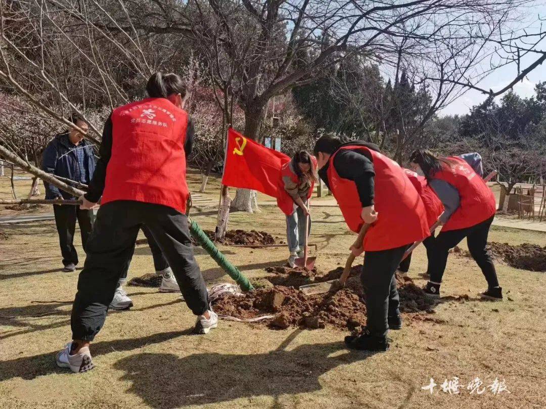 四方山樱花林的最新动静来了