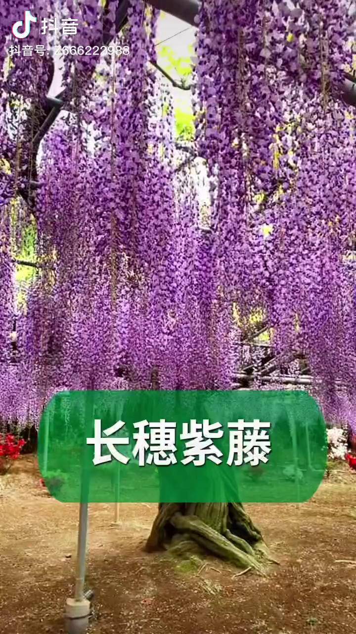 日本长穗紫藤,开花一米多长!