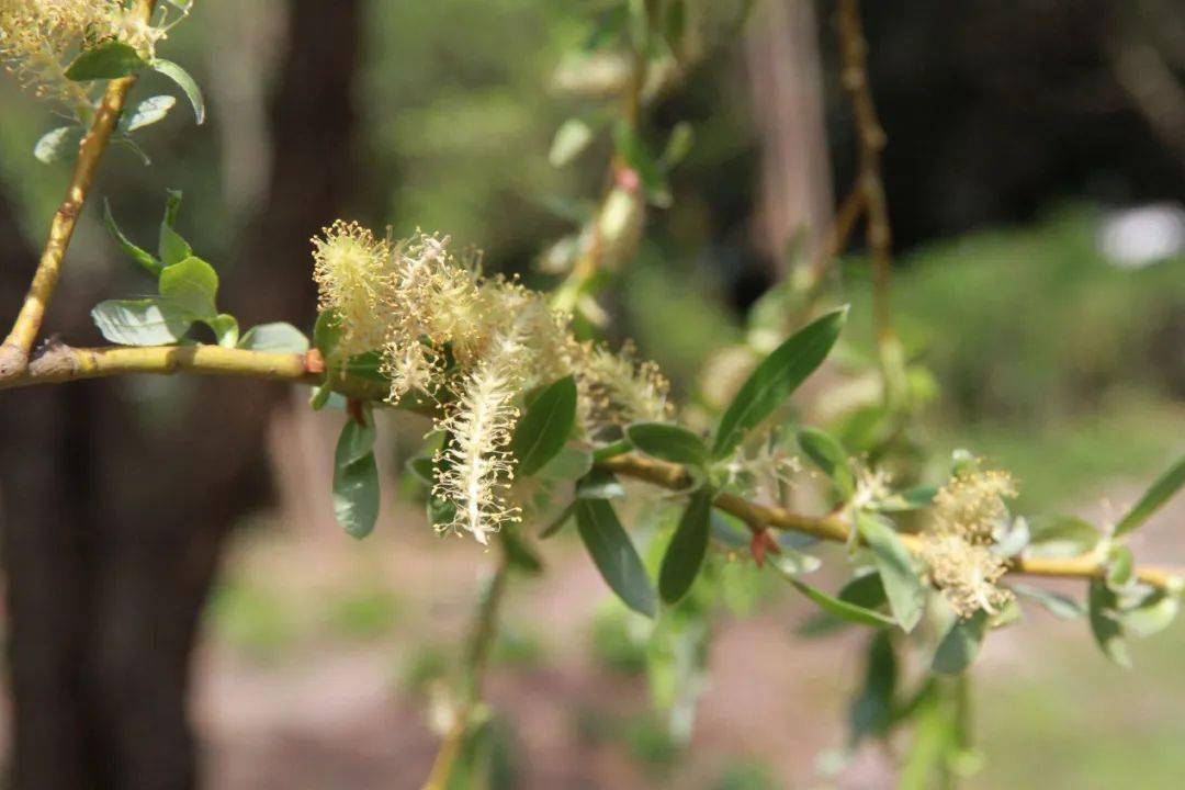 柳树进入初花期,过敏植物增加为柏科的圆柏属,扁柏属植物,杉科的柳杉