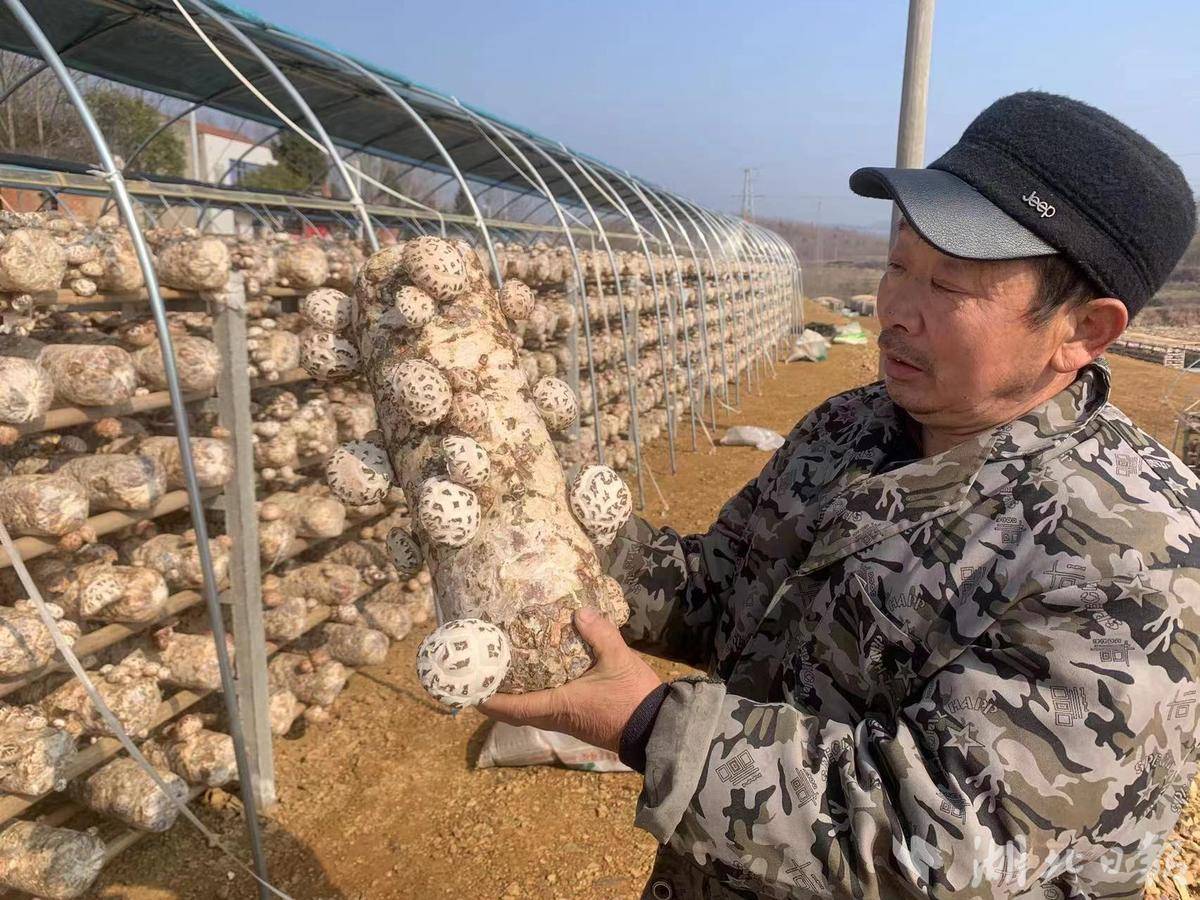 种植_香菇_周军祖