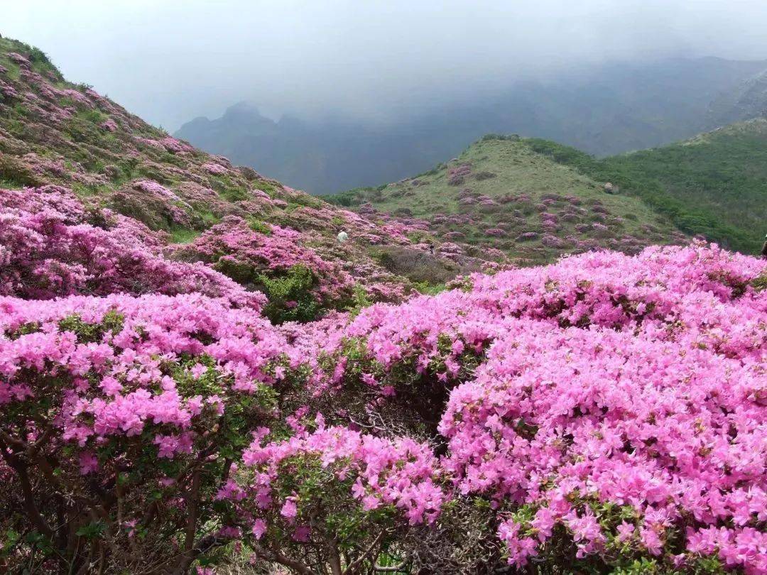 西安提前入春,賞花正當時!接下來的天氣……_地點_地址_氣溫