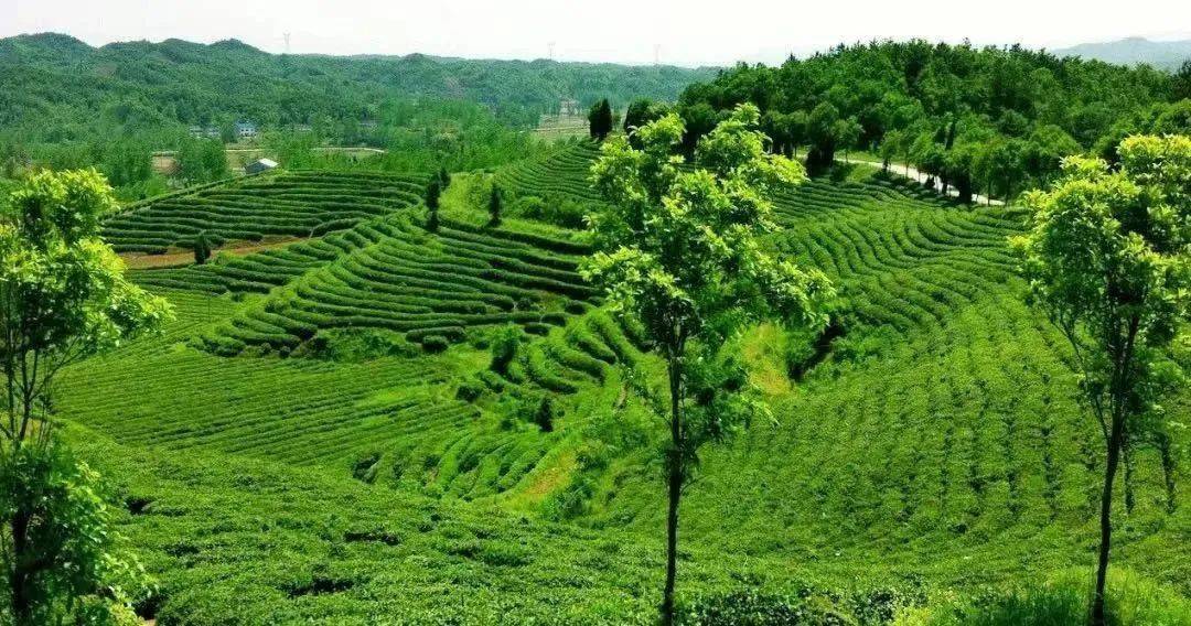 谷城的花海根本看不完!公交出行攻略奉上→_社区_汽车站_路口