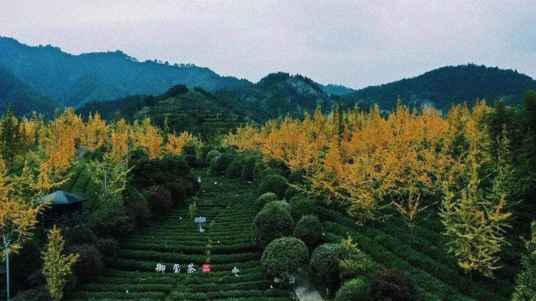 茶叶定制化服务是什么_茶叶企业定制_茶叶定制化服务