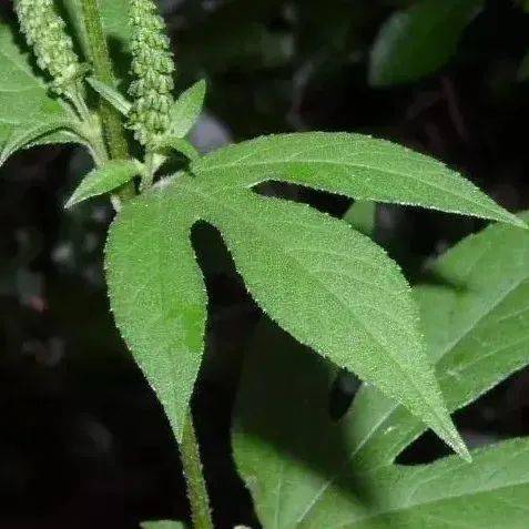 防范外来物种入侵丨吸肥抢光的三裂叶豚草_花粉_防治_地区