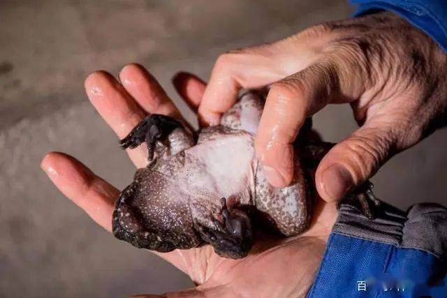 67大田太华石蛙养殖顶呱呱!_陈传绍_水池_水质