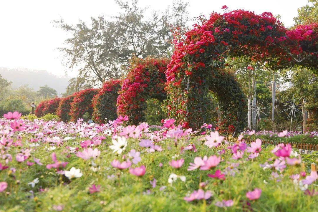 珠海赏花好去处图片