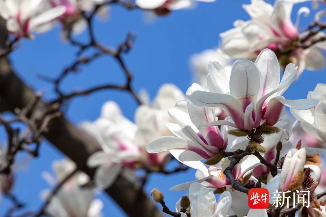 花花“视”界|玉兰、樱花竞相绽放,本周末赏花走起!_景区_中山植物园_南京