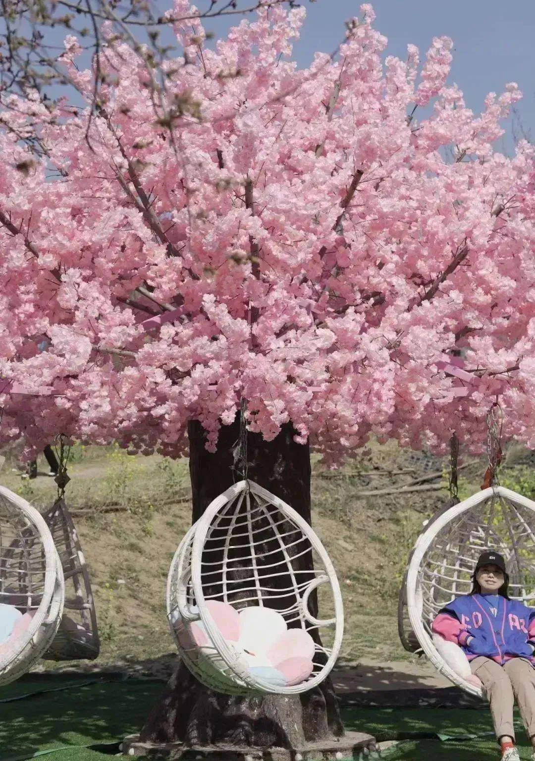 古柏渡丰乐樱花园邀您共赴戏曲盛宴_赏樱_时间_郑州