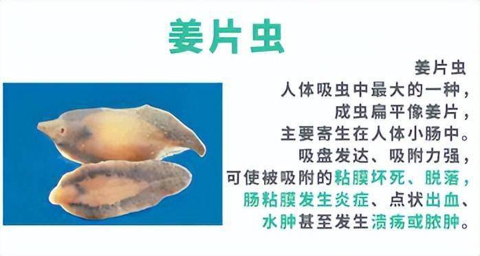 一旦吃了携带姜片虫的荸荠,菱角,幼虫进入体内发育为成虫,引发姜片虫