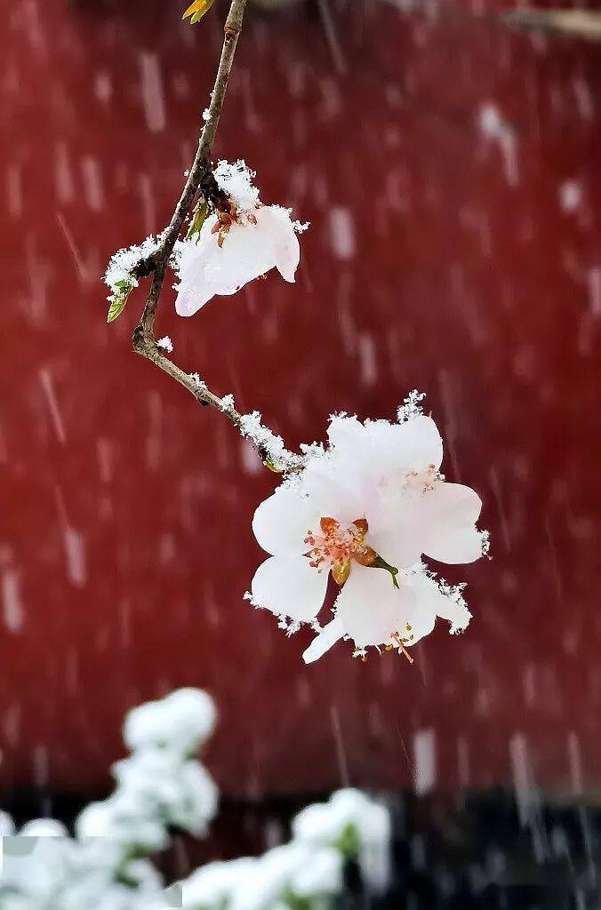 山桃--此花平川最为早_杏花_开花_梅花