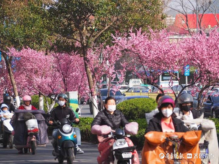 大面积美人梅开了，济南经十路粉色花廊浪漫温馨