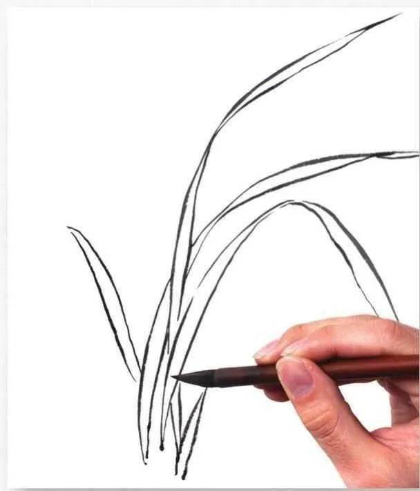 国画教程一学就会双勾填色法画写意兰叶