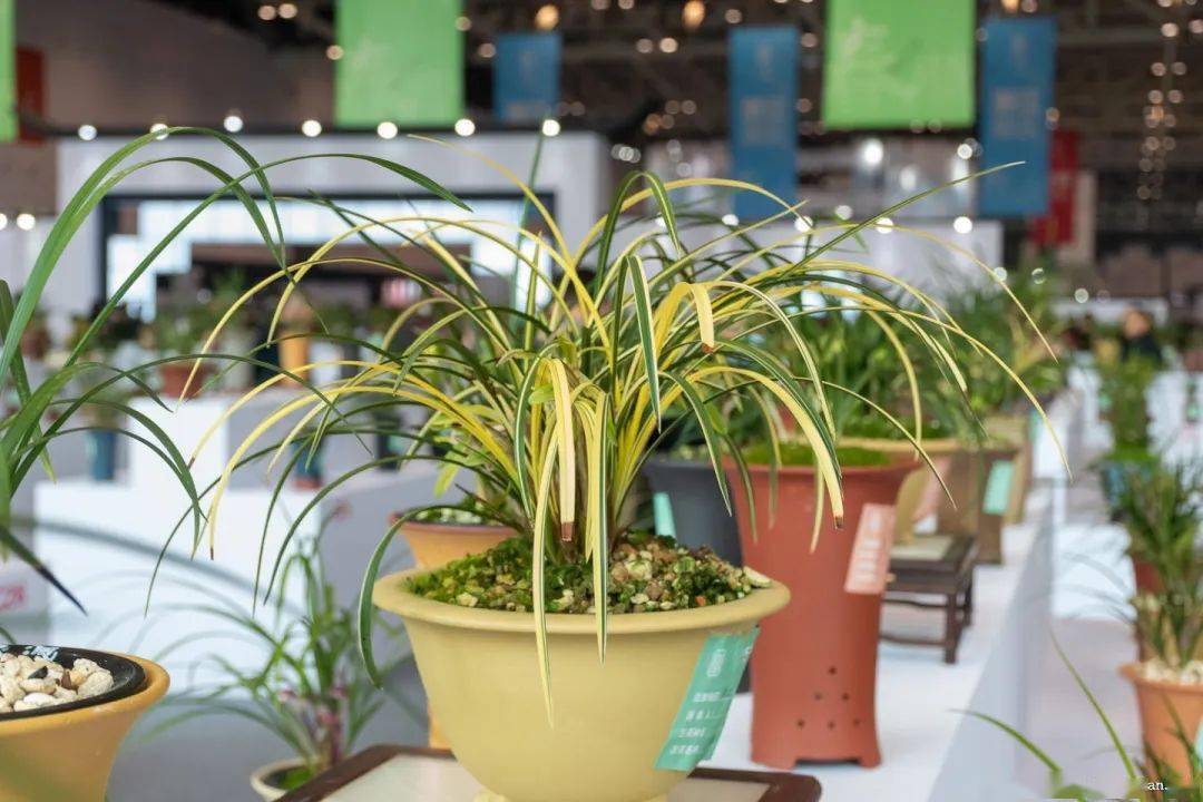 2023中国绍兴柯桥春兰展