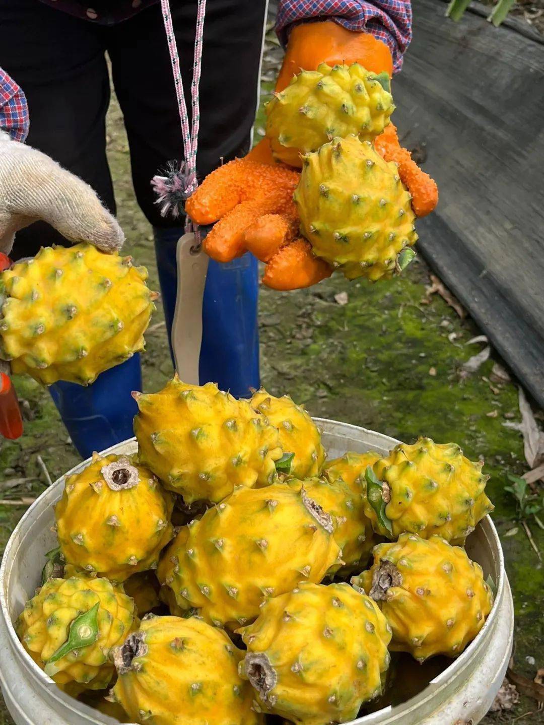 水果"新贵"黄金燕窝果!丝丝嫩滑,甜度一骑绝尘_口感_种植者_礼盒装